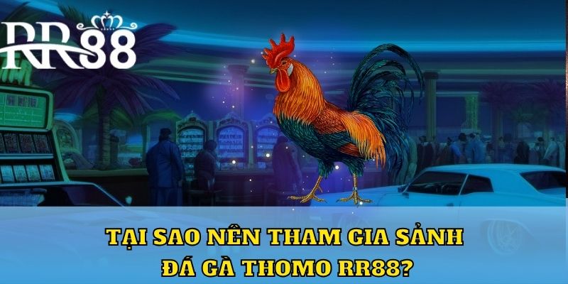 Tại sao nên tham gia sảnh đá gà Thomo RR88?